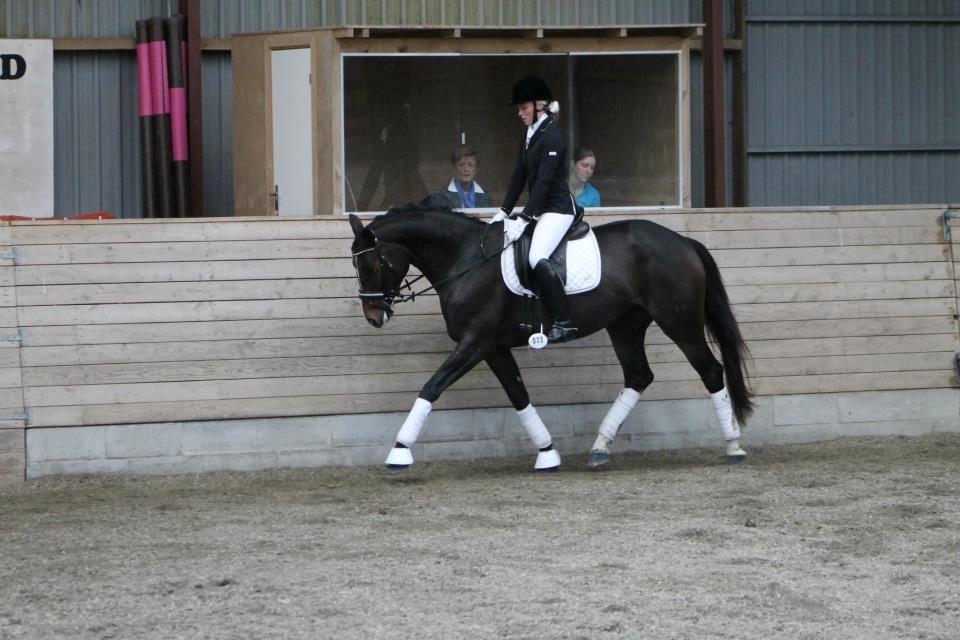 Tysk Oldenburger Georgia B billede 7