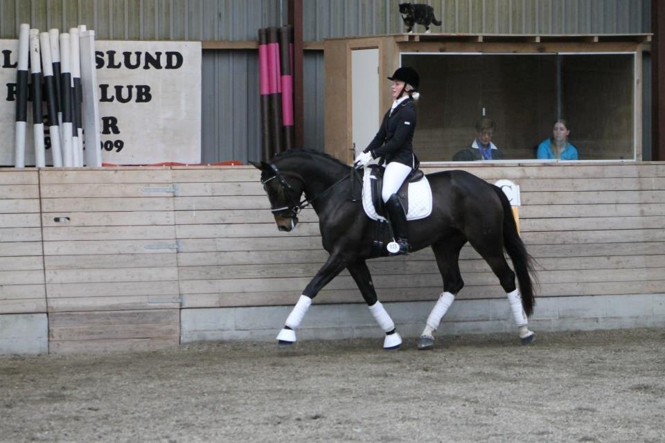 Tysk Oldenburger Georgia B billede 5