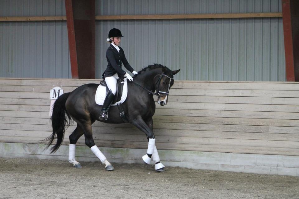 Tysk Oldenburger Georgia B billede 13