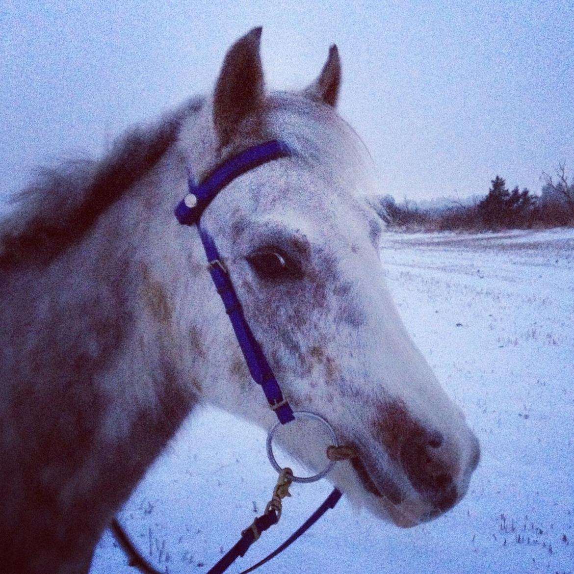 Anden særlig race Rasmus (Ramu) Solgt :'(  billede 12