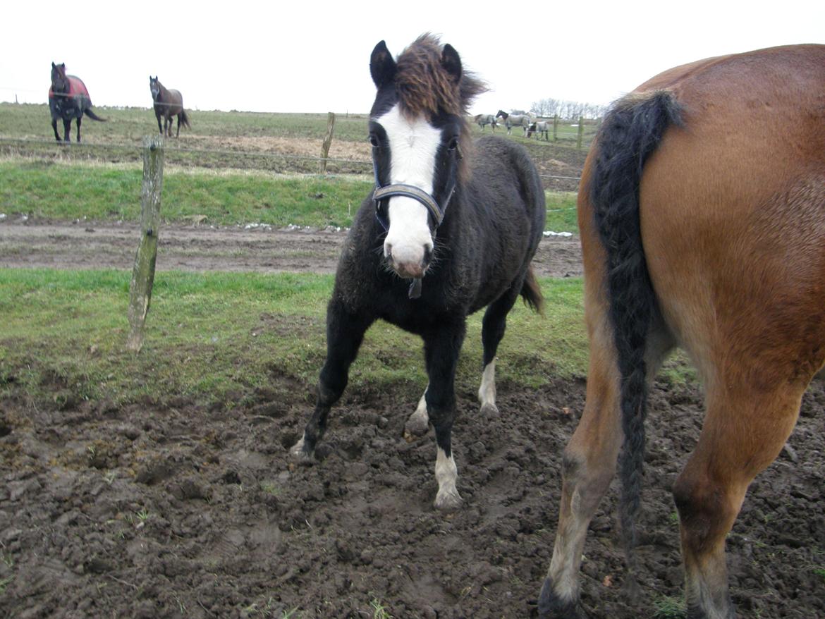 Welsh Pony af Cob-type (sec C) St. Tidsel Brandon billede 9