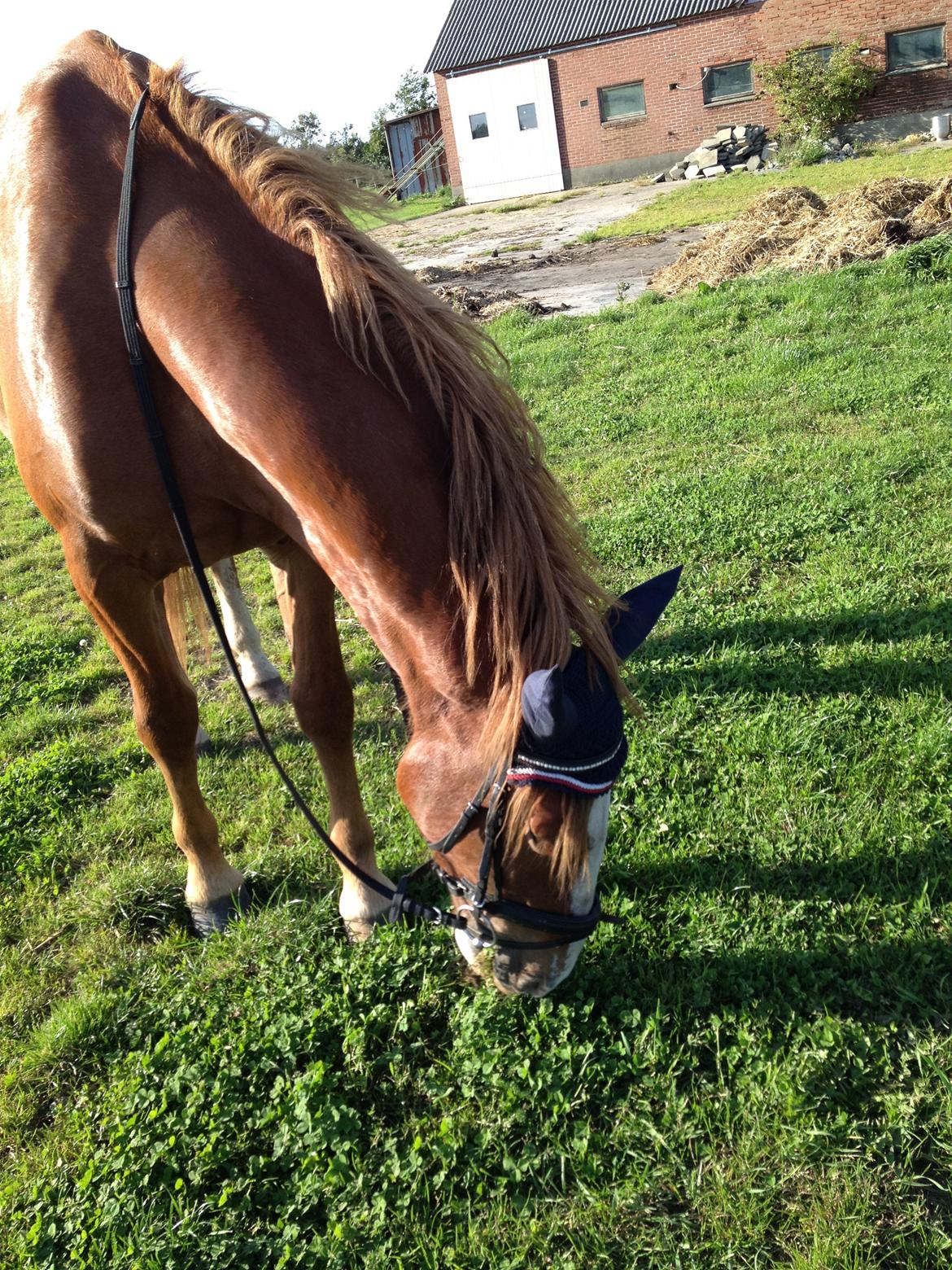 Frederiksborg Hubert. billede 15