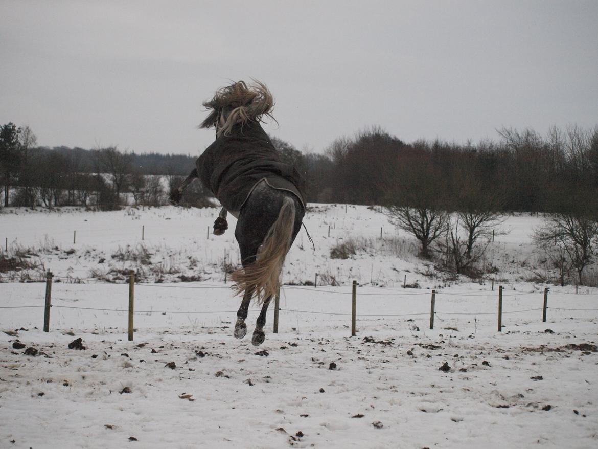 Lusitano Alcaçovas *barbie* billede 20