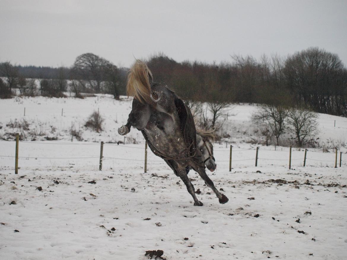 Lusitano Alcaçovas *barbie* billede 19