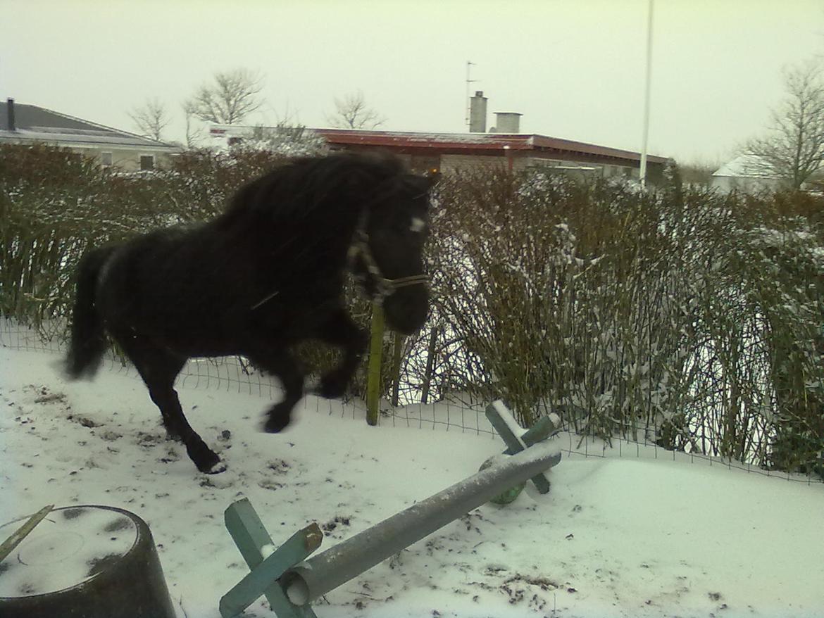 Anden særlig race cirkeline billede 11