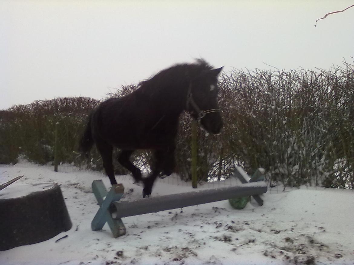 Anden særlig race cirkeline billede 12