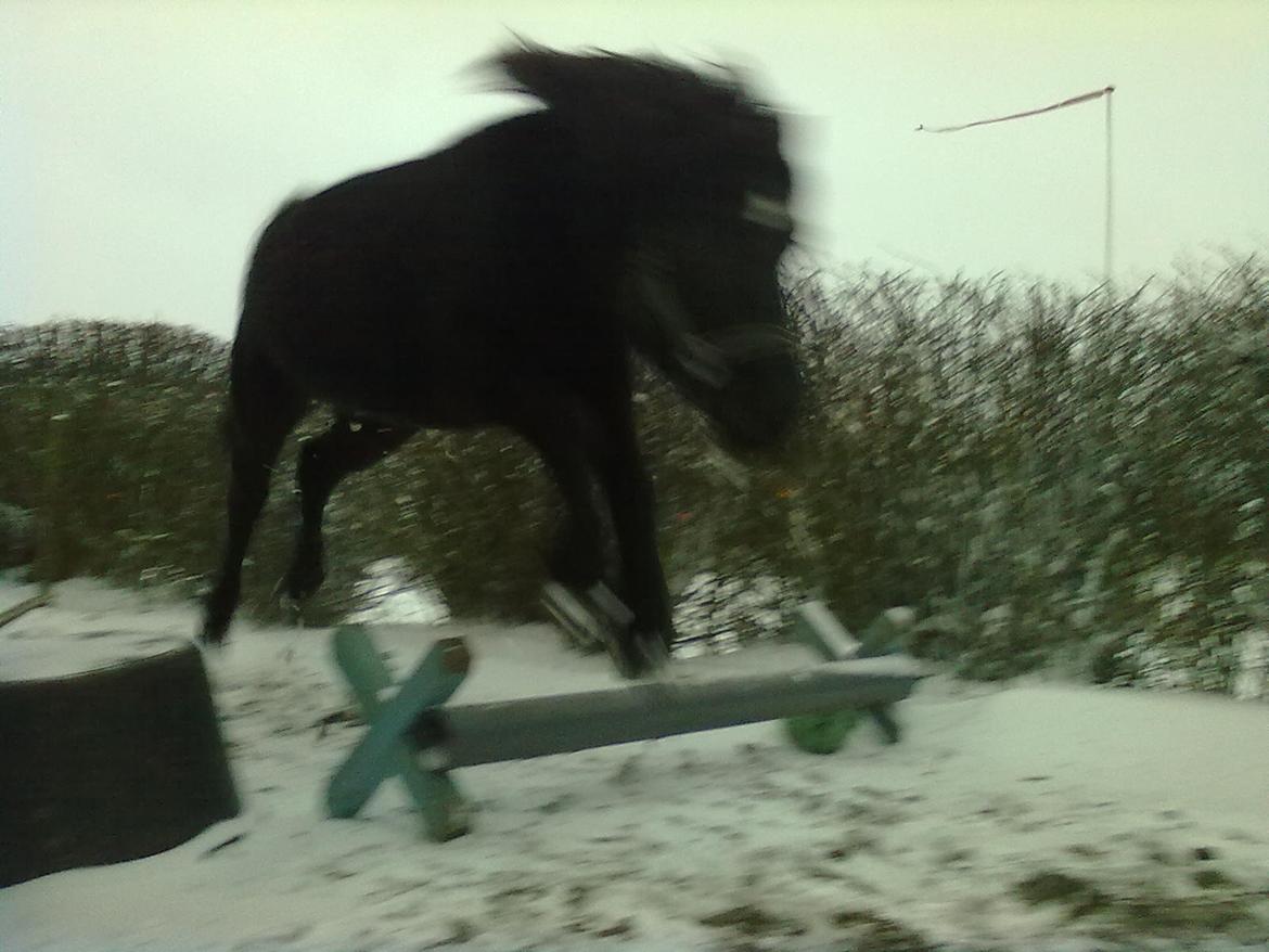 Anden særlig race cirkeline billede 13