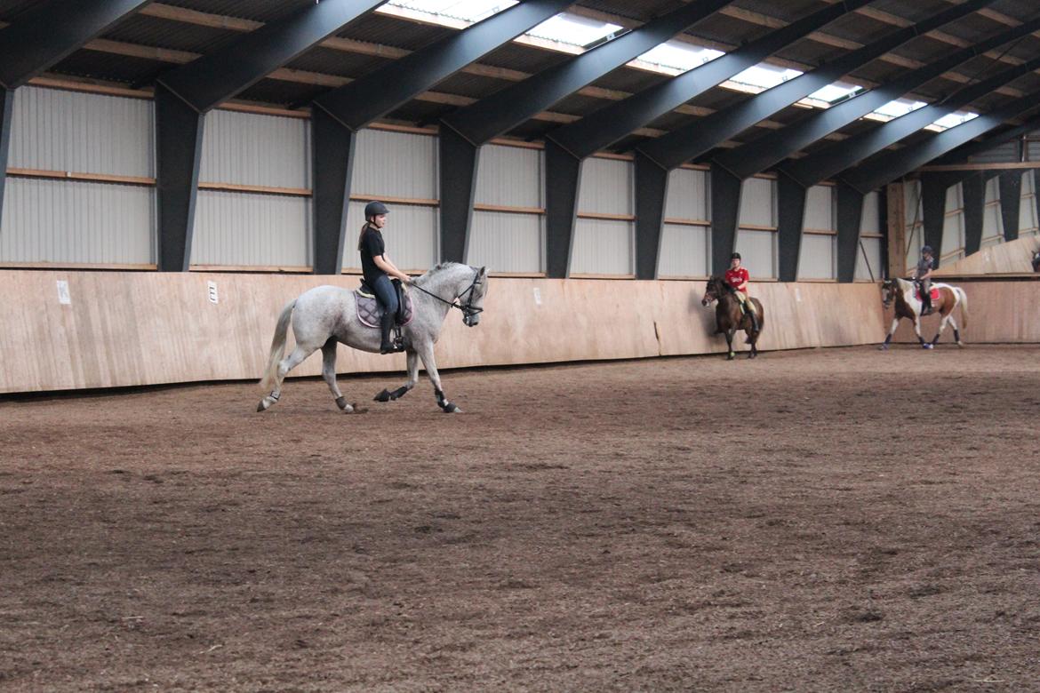 Welsh Partbred (Sec F) Donata - På skrødstrup efterskole 2012 efter 2 måneders pause. billede 20