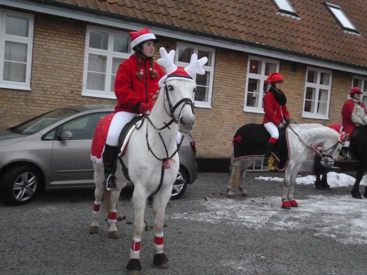 New Forest Roland *Savnet* - Juleoptog 2012 
- I Aakirkeby :D <3 <3 <3 billede 9