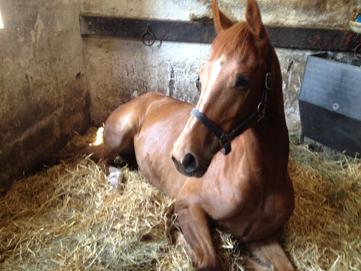 Anden særlig race Ratata <3 billede 2