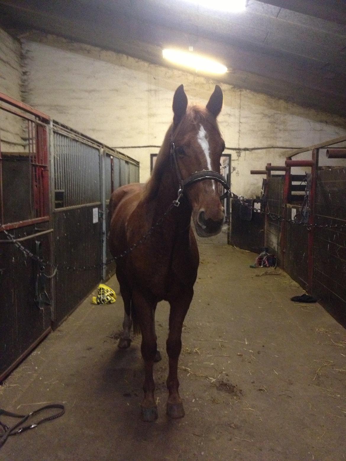 Anden særlig race Ratata <3 billede 3