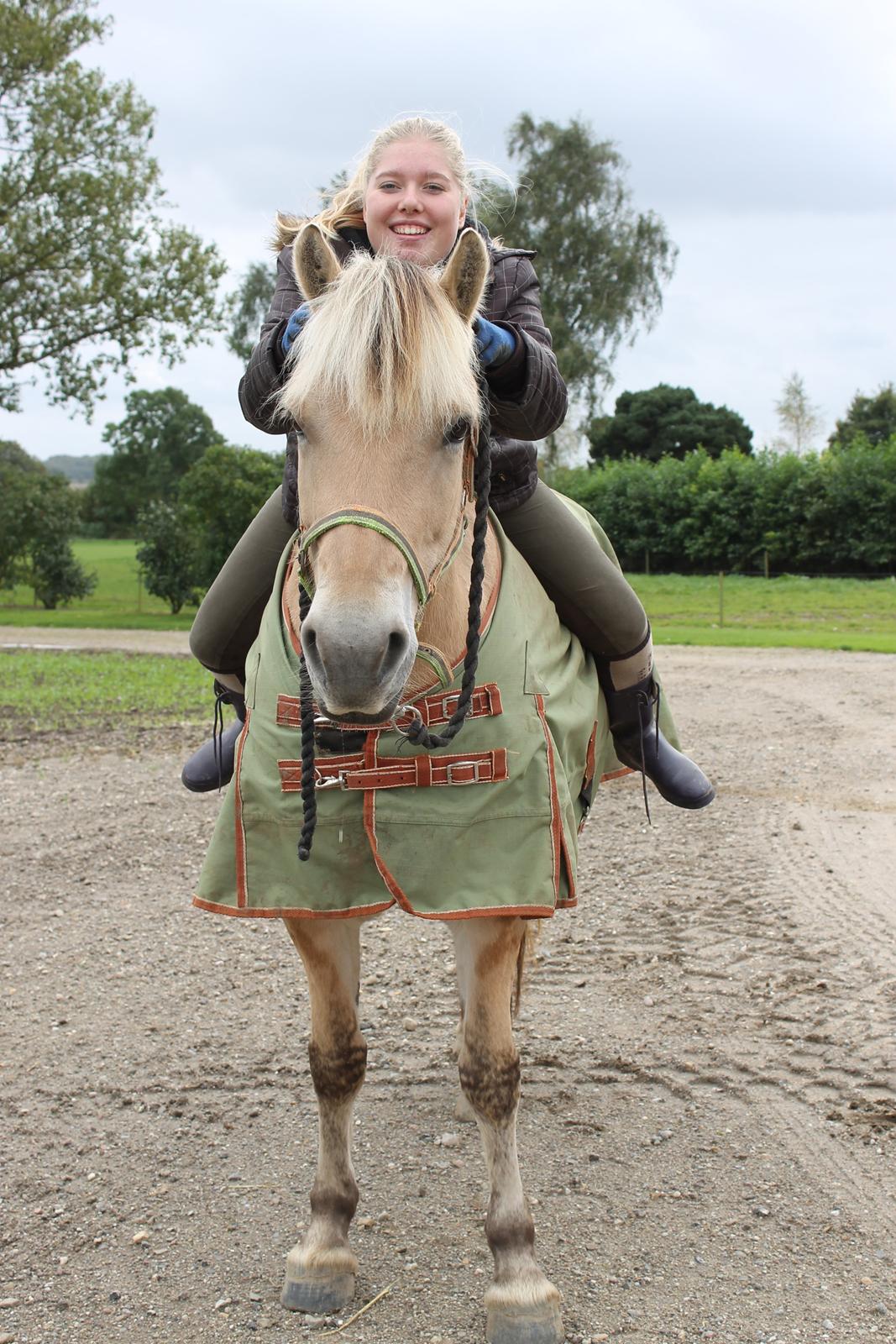 Fjordhest skovvangs sallie. billede 9