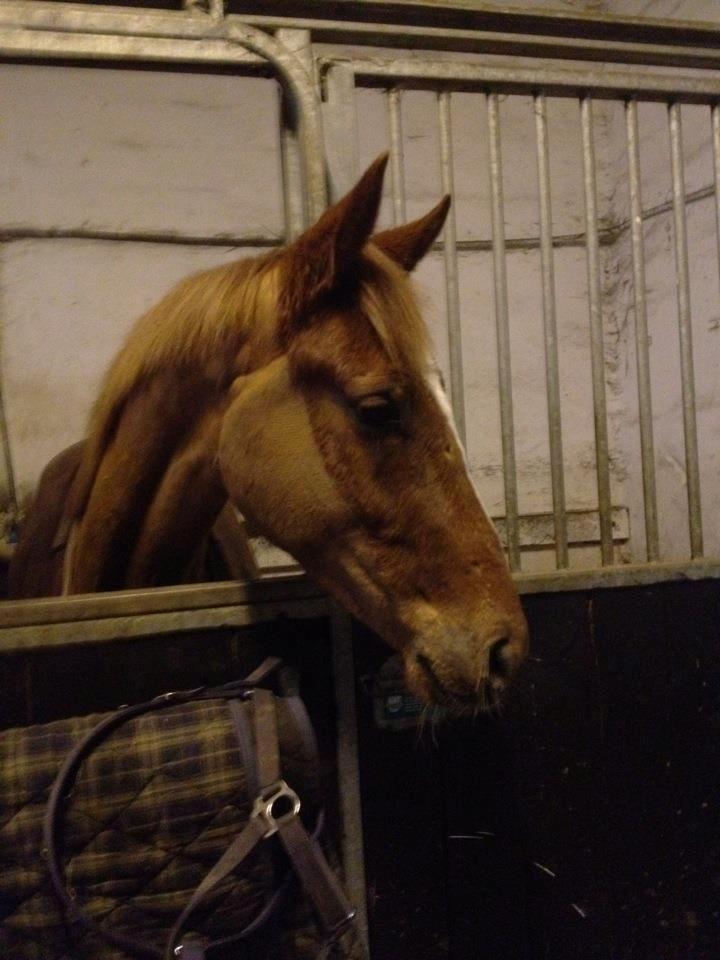 Anden særlig race Ratata <3 billede 10