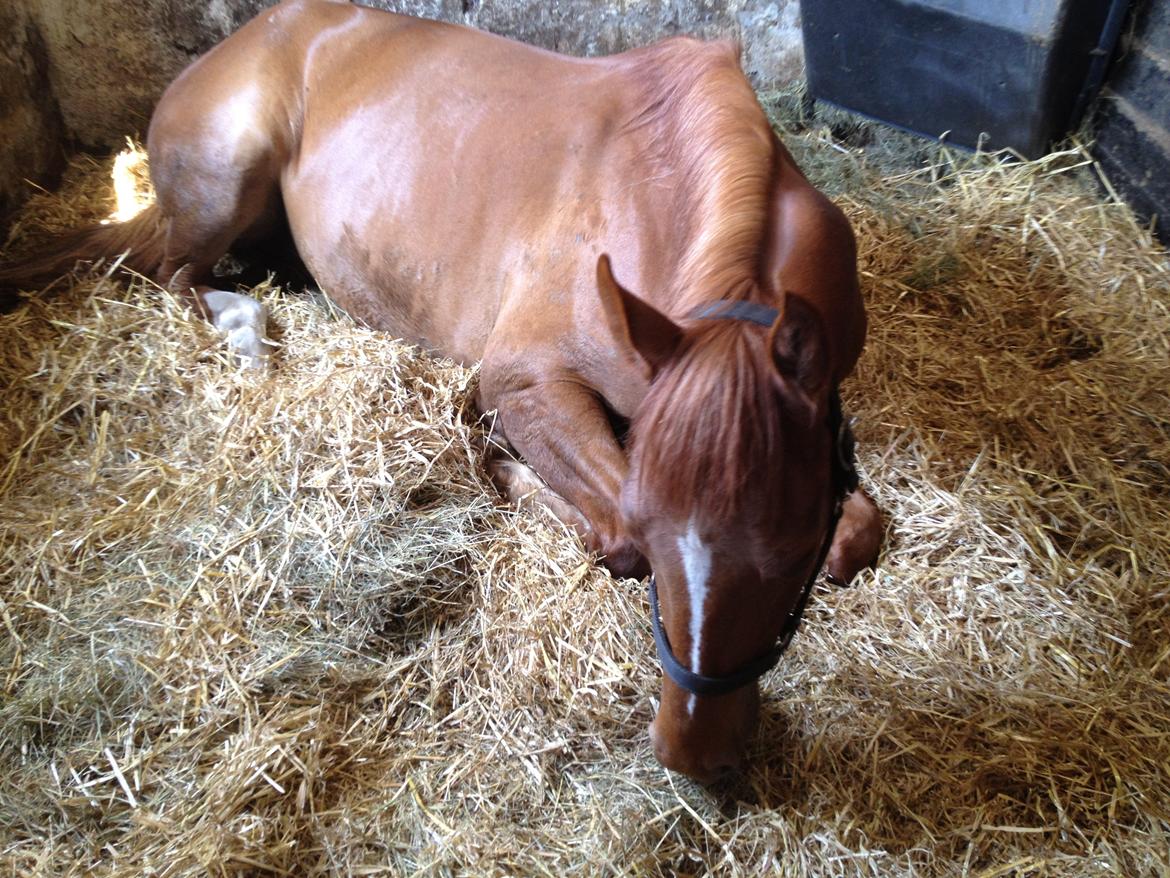 Anden særlig race Ratata <3 billede 11