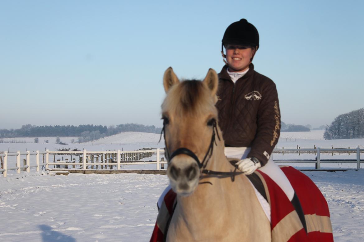 Fjordhest skovvangs sallie. billede 5