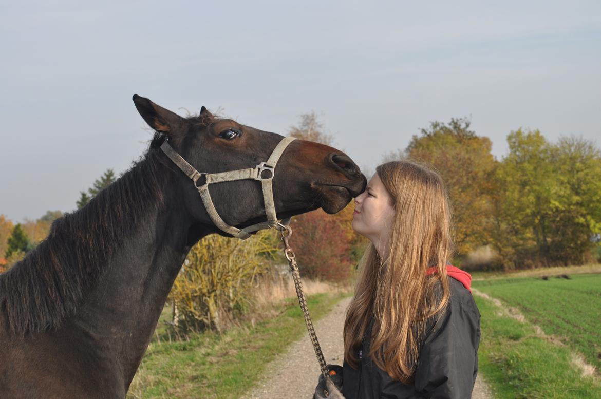 Oldenborg Hedebos Norma Jean - <3<3<3 billede 15