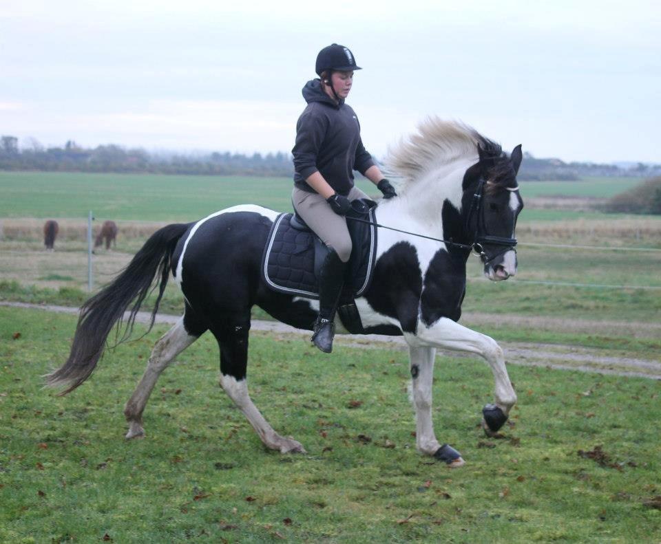 Anden særlig race Anastacia billede 5
