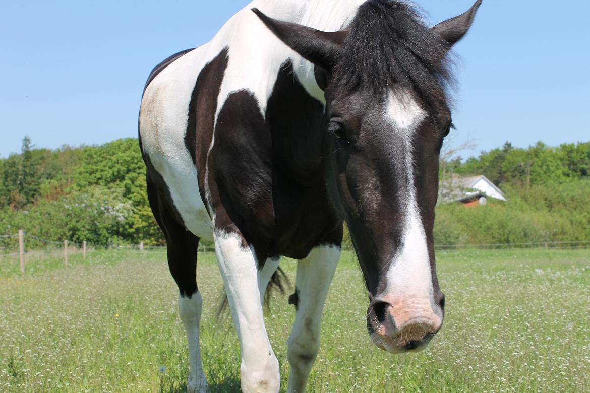 Anden særlig race Anastacia - Sommeren 2012, synes nu min "ko" er dejlig :-D billede 10