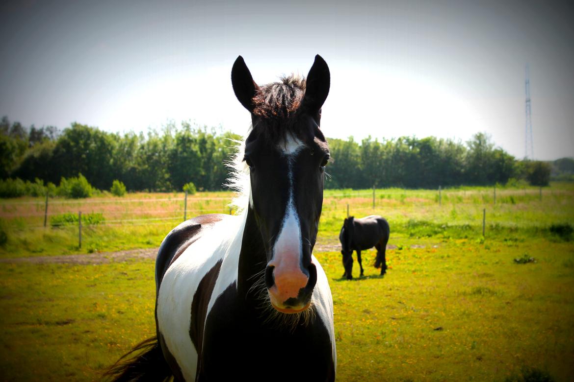 Anden særlig race Anastacia billede 11