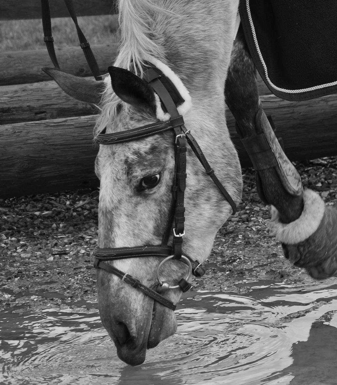 Appaloosa Cassiopaia - Lille-mus ♥ billede 17