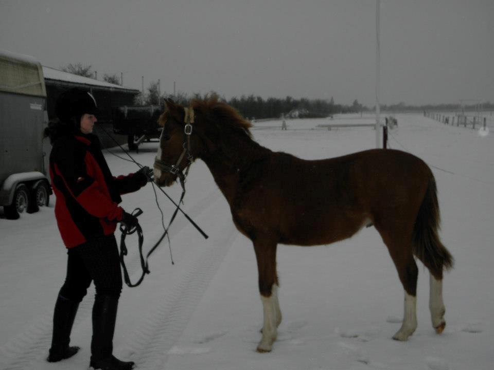 Anden særlig race NewMoon (føl)<3(søsters) billede 14