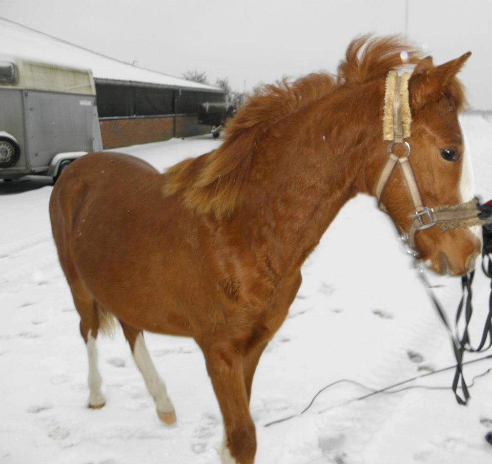 Anden særlig race NewMoon (føl)<3(søsters) billede 16