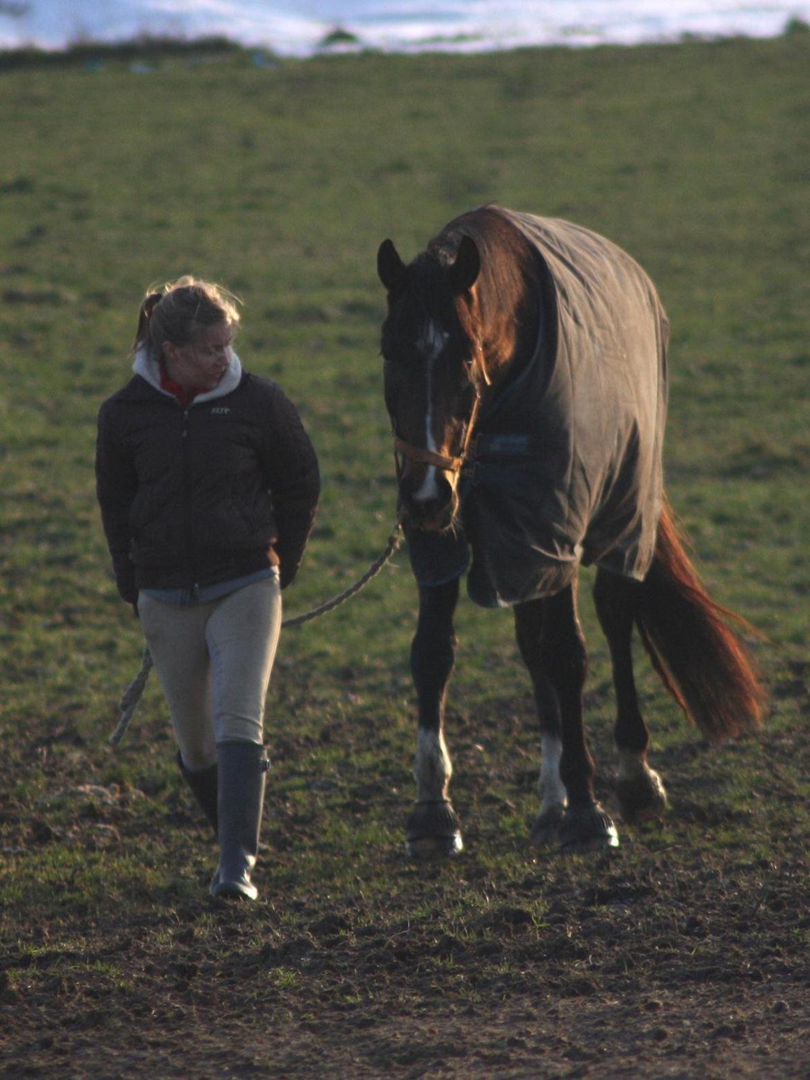 Dansk Varmblod Bukkerups Aiko - Foto: Sabrine Gadehøj, 21. december 2012 billede 2