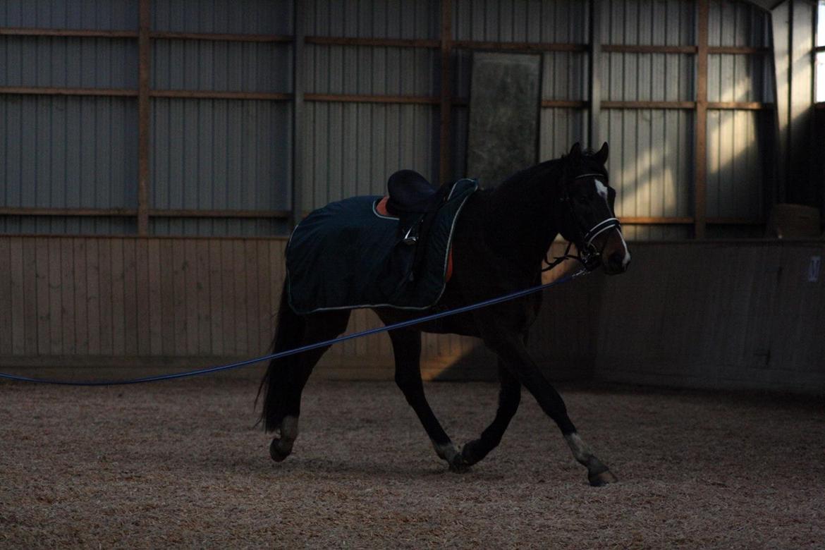 Dansk Varmblod Bukkerups Aiko - Foto: Sabrine Gadehøj, 21.december 2012 billede 5
