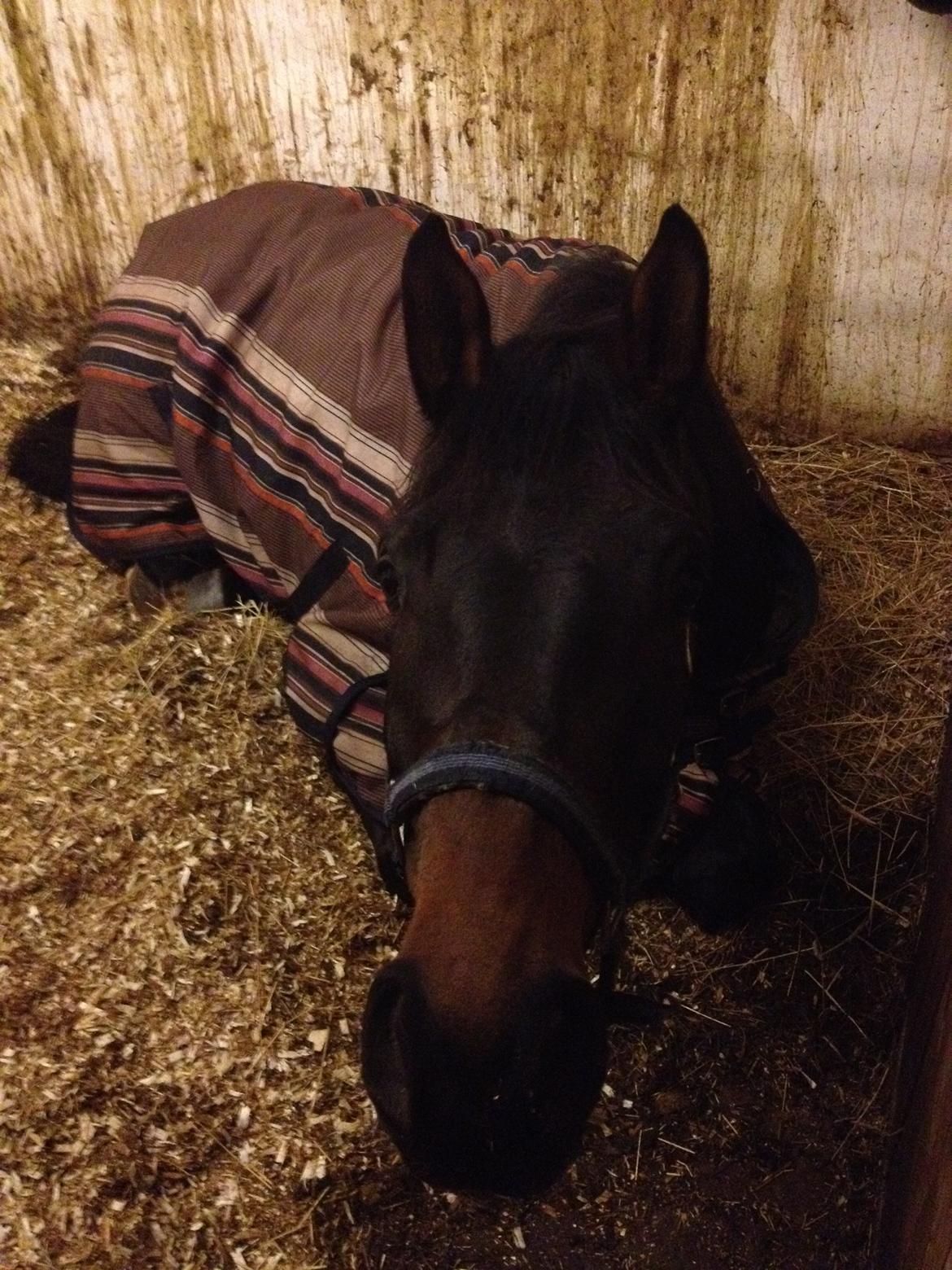 Dansk Varmblod Zaino - Nysgerrige Zaino :)  billede 11