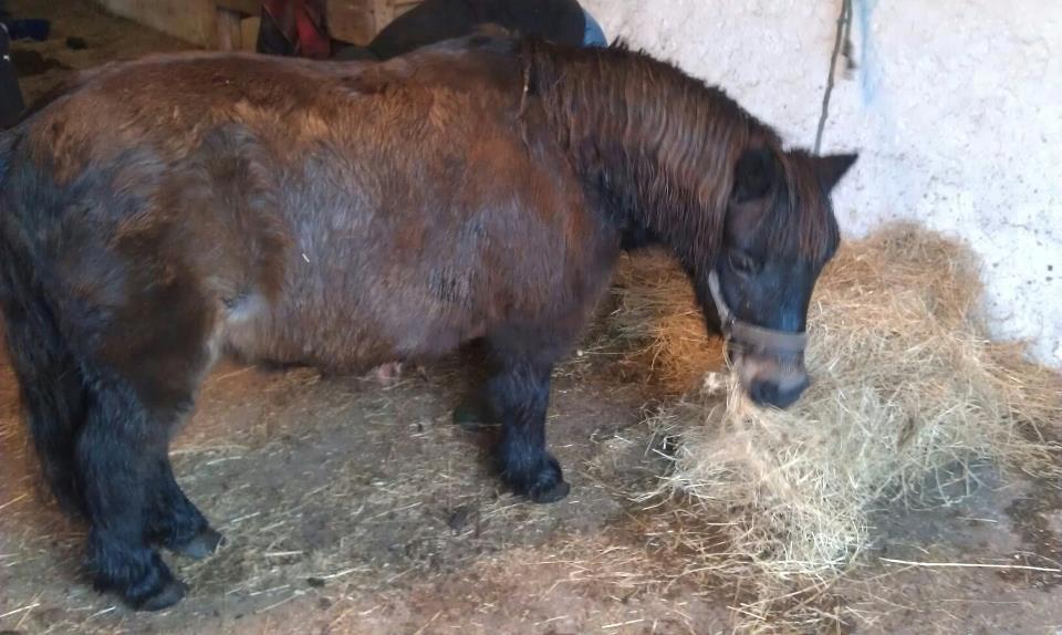 Shetlænder Skipper(mascot) - ved beslagssmed:-) billede 1