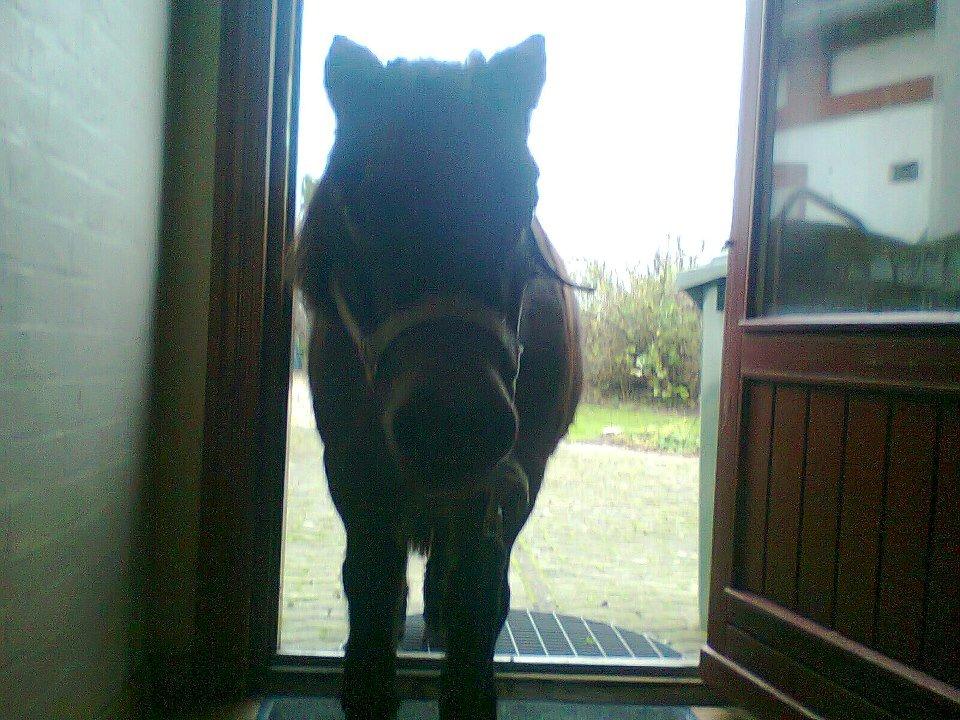 Shetlænder Skipper(mascot) - Min bedsteven på besøg indenfor:-) billede 2