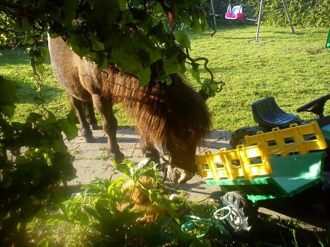 Shetlænder Skipper(mascot) - Elsker det her billede af min lille sommer nymfe:-) billede 3