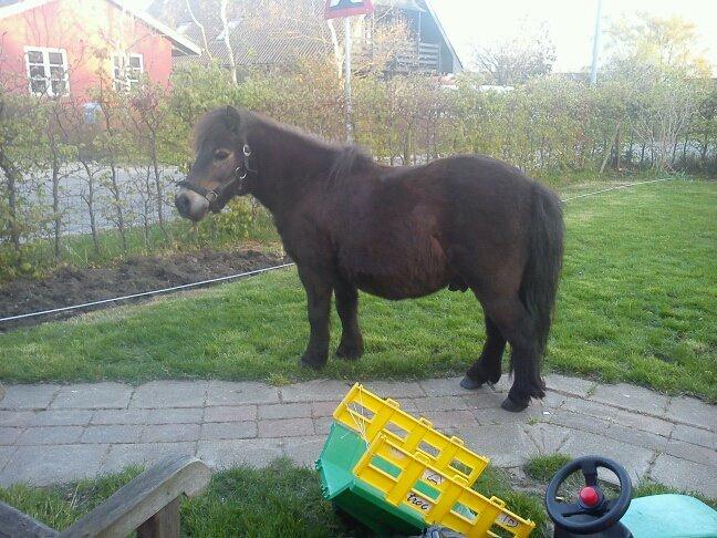 Shetlænder Skipper(mascot) - Skipper på lille ferie hjemme i haven:-) billede 4