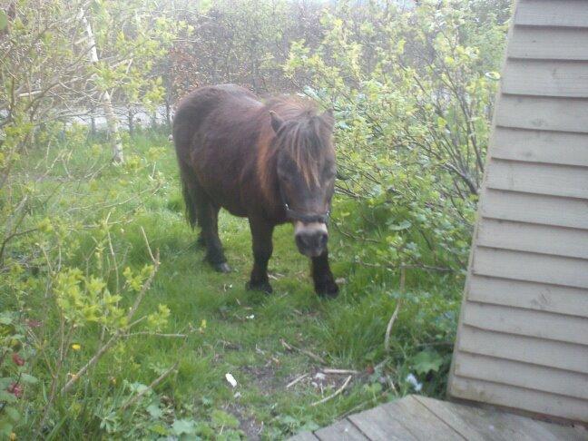 Shetlænder Skipper(mascot) - Ferie hjemme i haven:-) billede 5