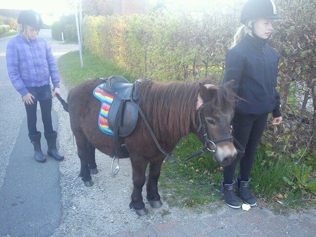 Shetlænder Skipper(mascot) - Børne ponyen:-) billede 6