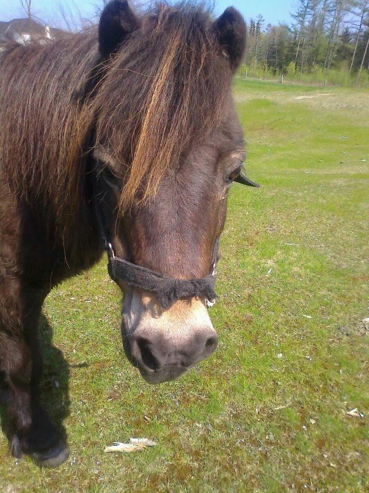 Shetlænder Skipper(mascot) - Sommer nymfen:-) billede 7