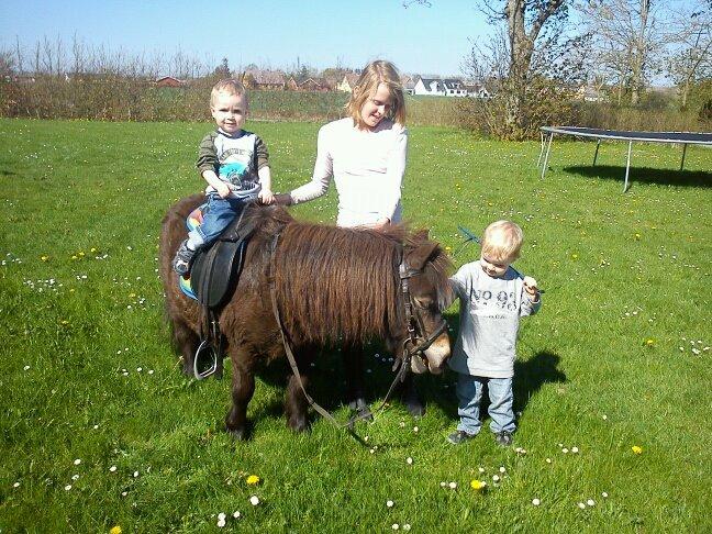 Shetlænder Skipper(mascot) - Børne ponyen:-) billede 8