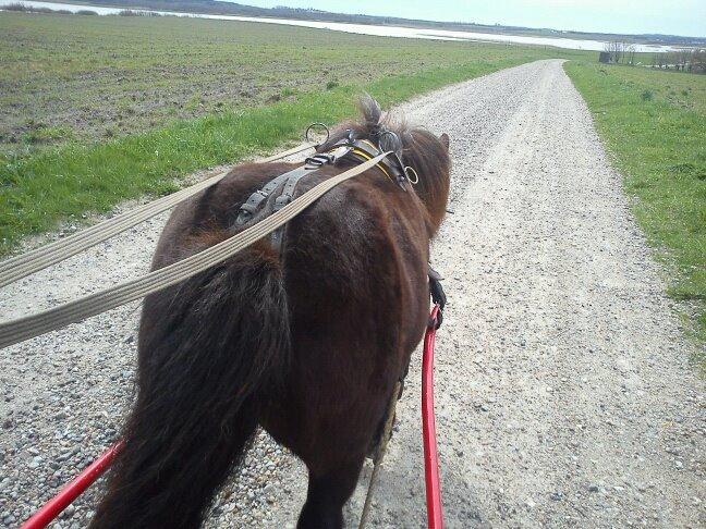 Shetlænder Skipper(mascot) - For vogn:-) billede 9