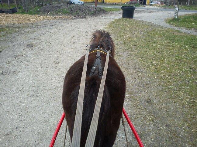 Shetlænder Skipper(mascot) - For vogn:-) billede 10