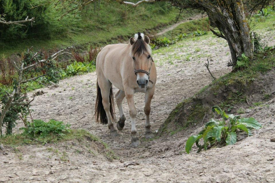 Fjordhest Birkens Aspirant billede 10