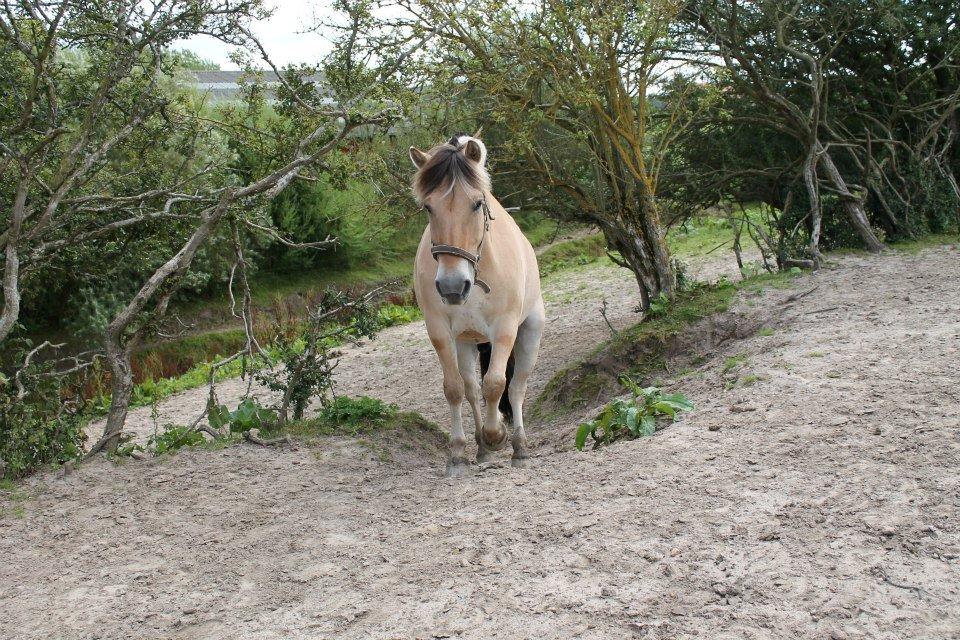 Fjordhest Birkens Aspirant billede 12