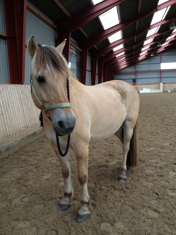 Fjordhest Birkens Aspirant - Årh vi hygger med hms, gør vi <3 billede 17