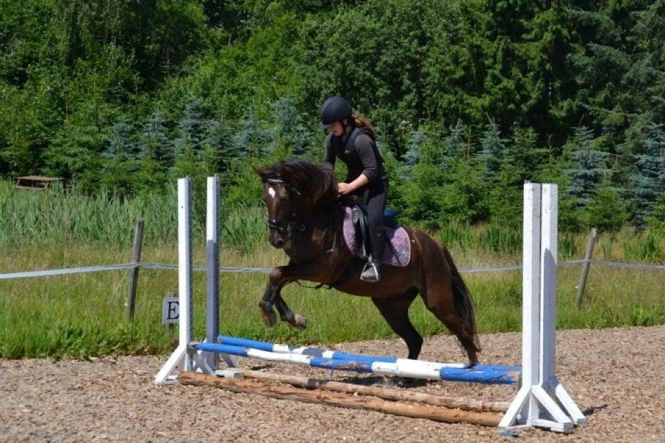 Anden særlig race Marielunds Faiht!<3 My Soulmate!<3 - Den første okser som vi sprang sammen! Hold da op tiden er gået stærkt! :O Dejlig Faiht <3 billede 14