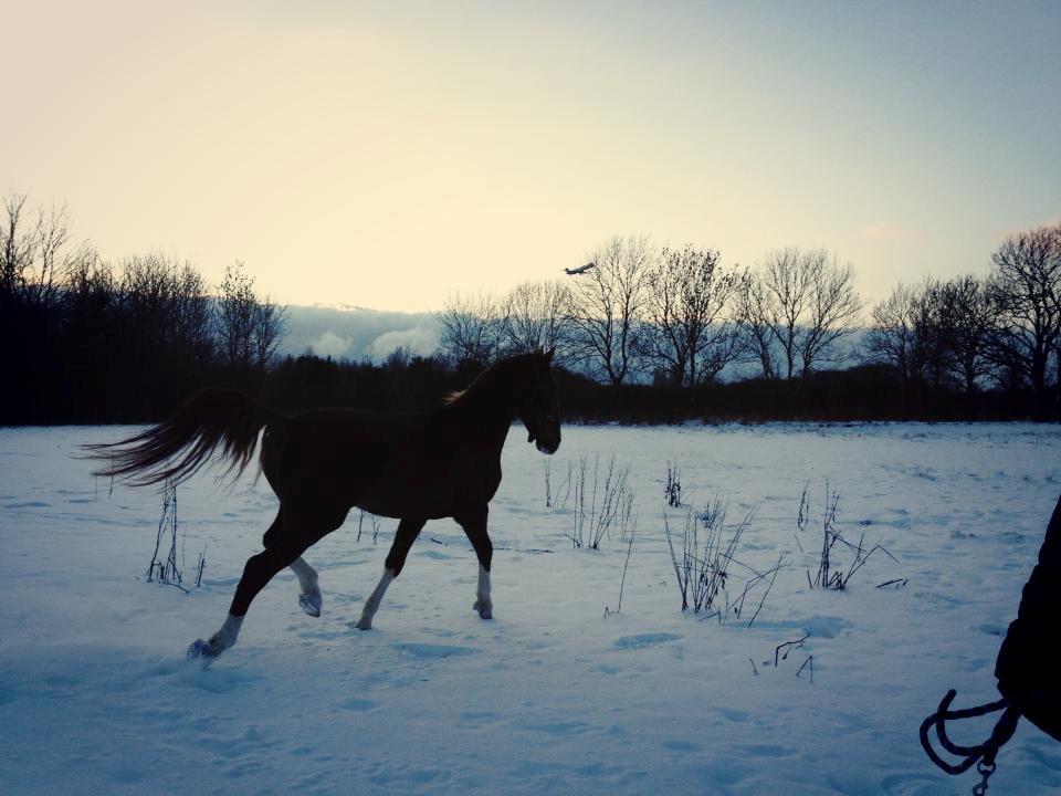 Anden særlig race Amigo - Amigo nyder legen i sneen <3.  billede 14