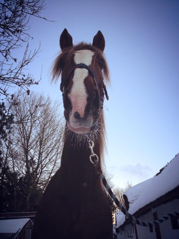 Anden særlig race Amigo billede 17