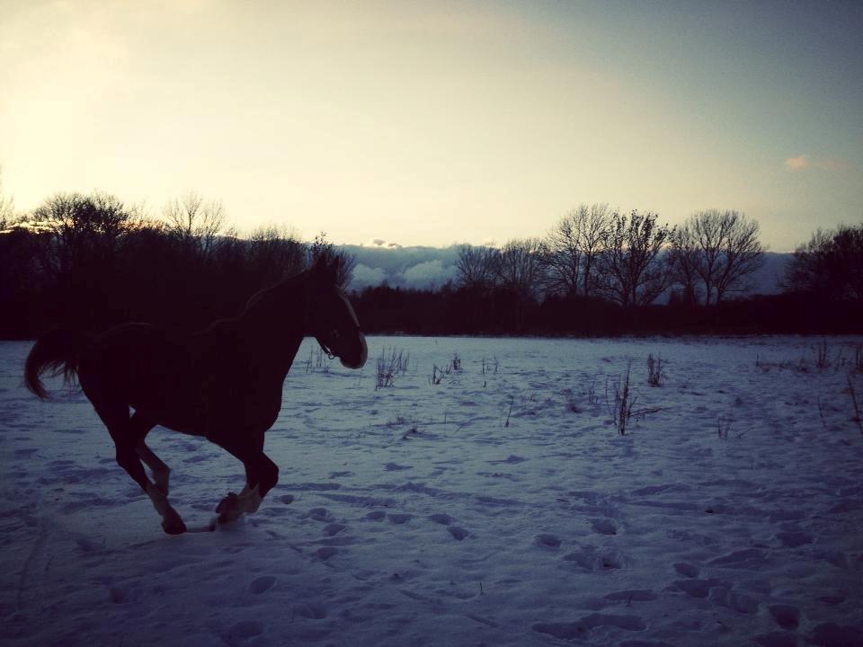 Anden særlig race Amigo billede 18