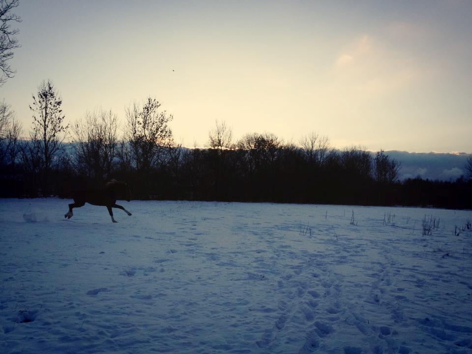 Anden særlig race Amigo billede 20