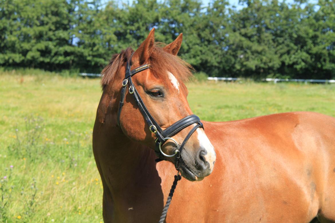 Anden særlig race Hærvejens Uffe - På sommerferie :) billede 12