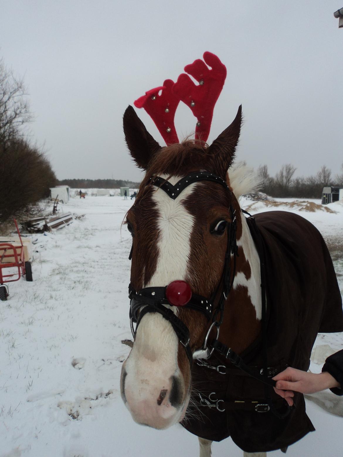 Anden særlig race Mc Queen - Mit lille rensdyr <3 billede 2