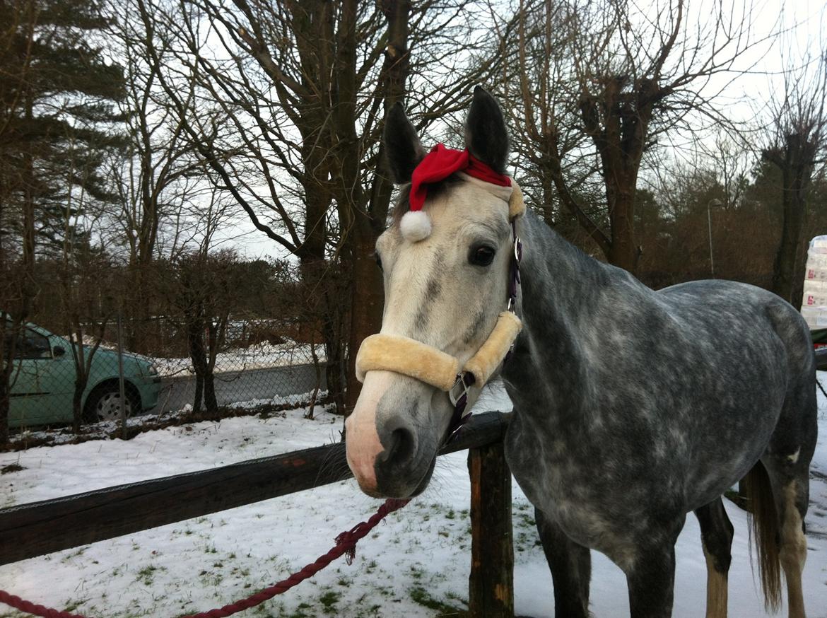 Hollandsk Varmblod Ernavidu - En fin julehest - 2012 billede 15